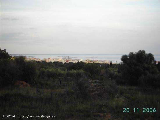 rustica de 18500 m2 en alcanar playa - TARRAGONA