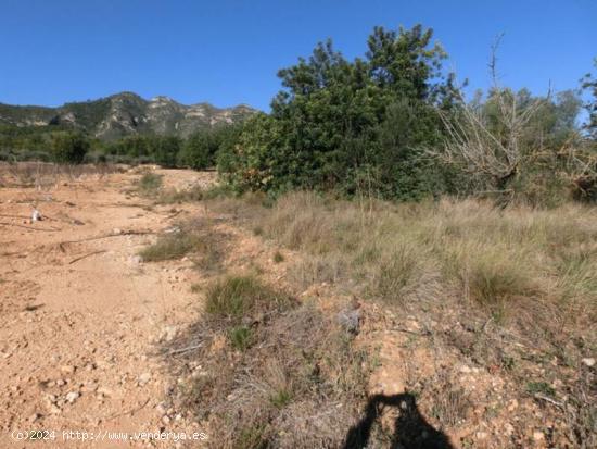 1 jornal del pais con algarrobos, finca plana - TARRAGONA