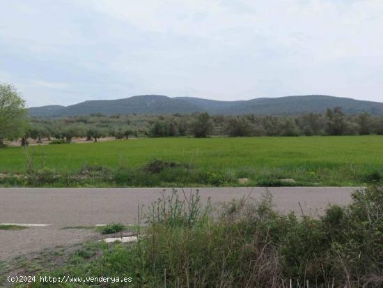 Finca rústica de 20.000 m2, de regadio. A 3 km de Ulldecona - TARRAGONA