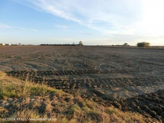 Finca de arroz de 52 jornales. A 3 km de la población, en pleno rendimiento - TARRAGONA