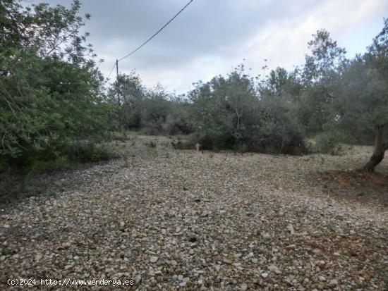 Sant Carles de la Rapita, Poligono  El Salt. Parcela de 11.700 m2. Precio negociable! - TARRAGONA