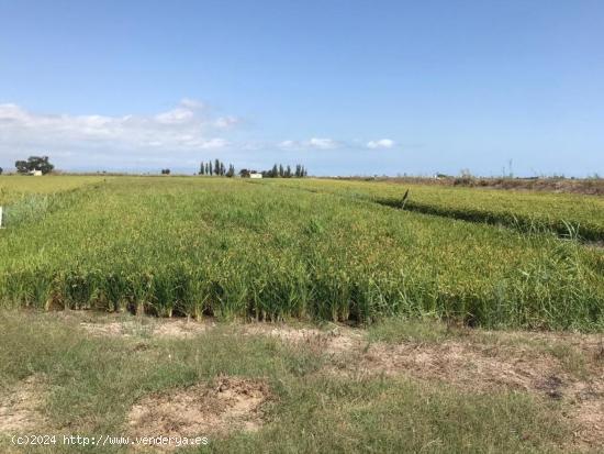 TIERRA DE ARROZ EN PLENO RENDIMIENTO, 5´5 JORNALES, 9.855M2 , FÁCIL ACCESO PARA LA MAQUINARIA. - T