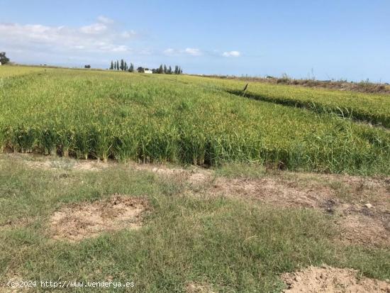 TIERRA DE ARROZ EN PLENO RENDIMIENTO, 5´5 JORNALES, 9.855M2 , FÁCIL ACCESO PARA LA MAQUINARIA. - T