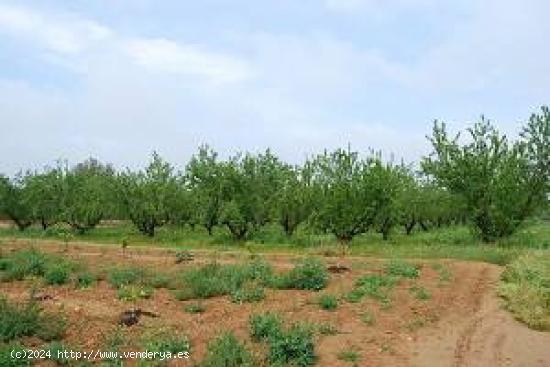 FINCA RUSTICA EN ZONA DE  REGADIO, PLANTADA DE ALMENDROS - VALENCIA