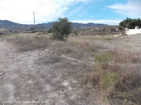 Parcela Situada en Monóvar, muy cerca del Casco Urbano, para edificar - ALICANTE