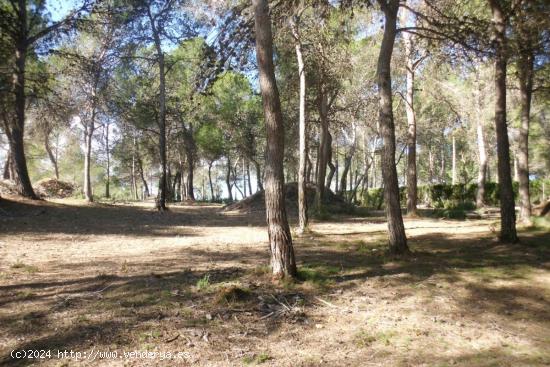  Terreno en Garrofer de L'Hora - Ontinyent - VALENCIA 