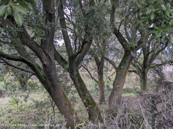 Venta de parcela en Ayegui ( Iratxe) - NAVARRA