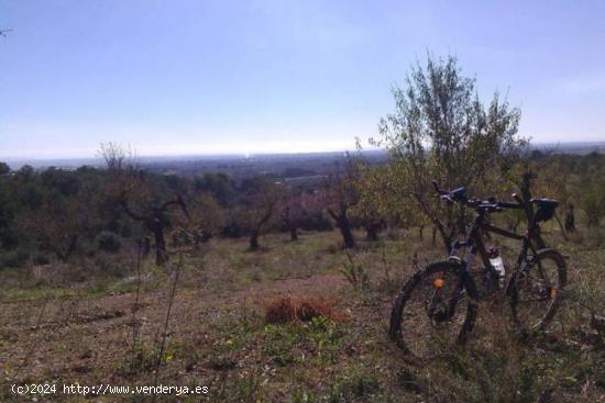 TERRENO RÚSTICO DE SECANO DE AVELLANOS - RIUDECOLS - TARRAGONA