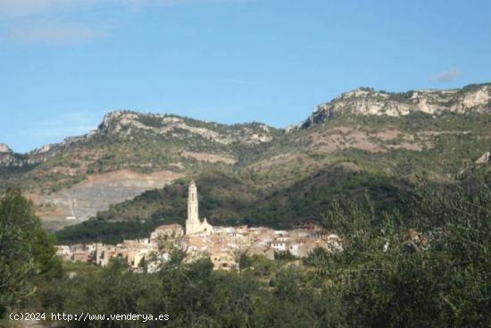 TERRENO RÚSTICO DE SECANO DE AVELLANOS - RIUDECOLS - TARRAGONA