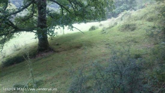 casa en ruina con terreno. - CANTABRIA