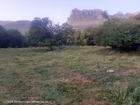 FINCA RUSTICA EN RAMALES DE LA VICTORIA (CANTABRIA) - CANTABRIA