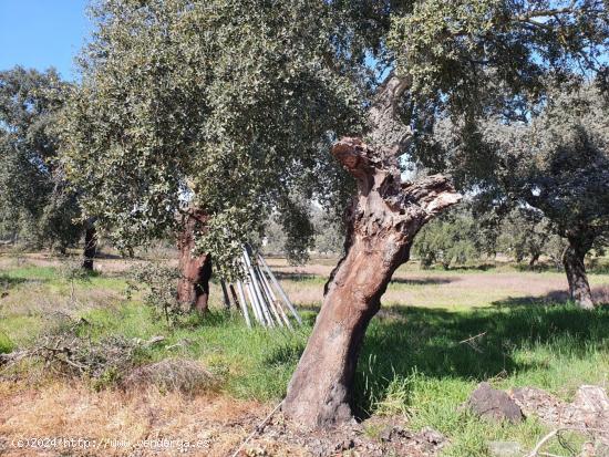 PARCELA EN EL MANANTIO - BADAJOZ