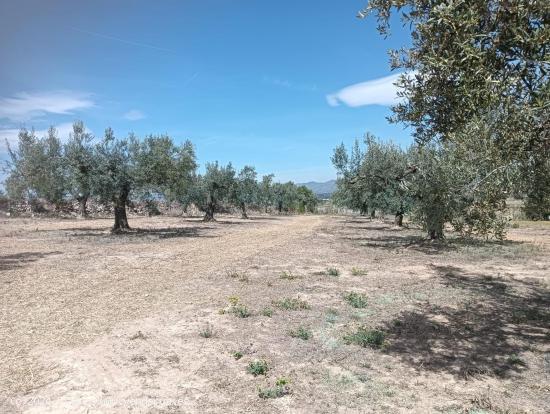 TERRENO AGRICOLA EN ARBOÇ - TARRAGONA