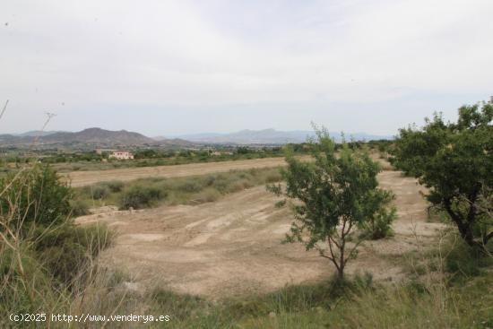 terreno en Aspe - ALICANTE