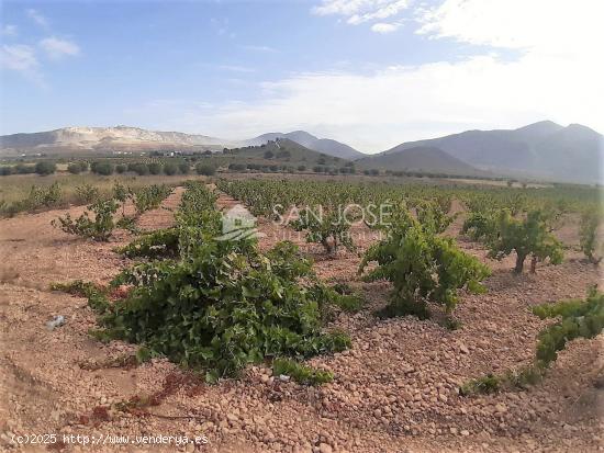 SE VENDE PARCELA EN PRODUCCION DE VIÑA MONASTRELL CON CASA, ALGUEÑA, ABANILLA, CASA VITIA - MURCIA