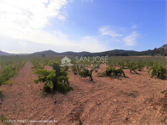 SE VENDE PARCELA EN PRODUCCION DE VIÑA MONASTRELL CON CASA, ALGUEÑA, ABANILLA, CASA VITIA - MURCIA