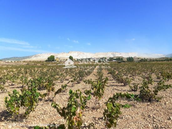 SE VENDE PARCELA EN PRODUCCION DE VIÑA MONASTRELL , ALGUEÑA - ALICANTE