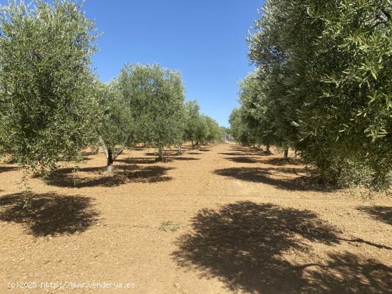 FINCA RÚSTICA DE OLIVOS EN GIBRALEÓN - HUELVA - HUELVA