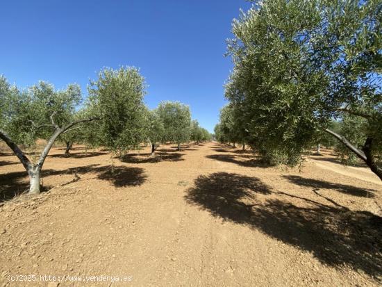 FINCA RÚSTICA DE OLIVOS EN GIBRALEÓN - HUELVA - HUELVA