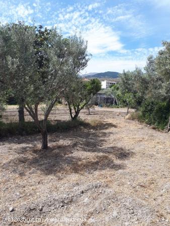 PARCELA EN TÍJOLA , ALMERÍA . - ALMERIA