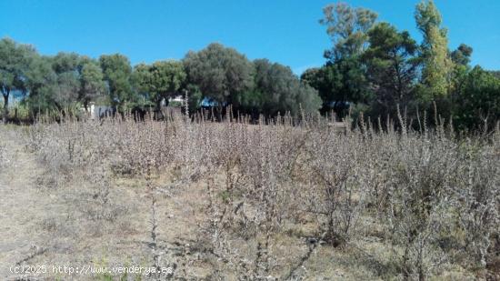 Estupenda Parcela Rústica entre Vejer y Benalup - CADIZ