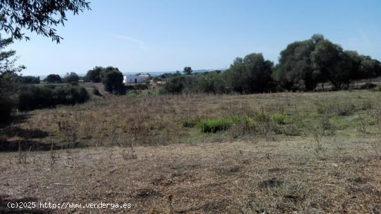 Estupenda Parcela Rústica entre Vejer y Benalup - CADIZ