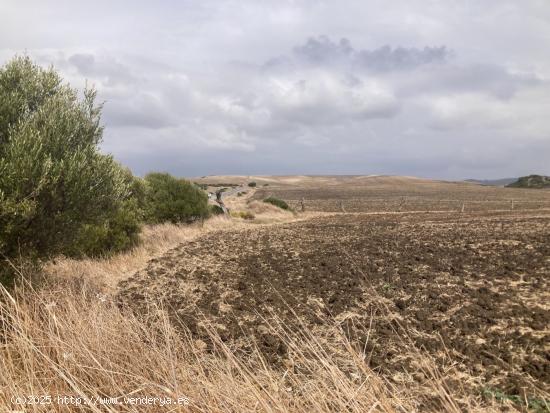 PARCELA RÚSTICA EN LA CARRETERA VEJER- EL PALMAR - CADIZ