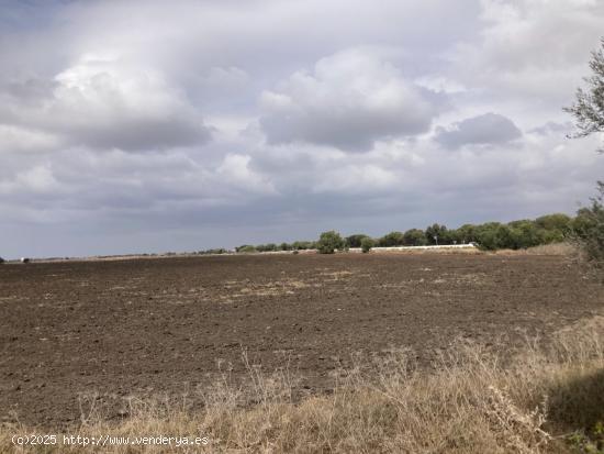 PARCELA RÚSTICA EN LA CARRETERA VEJER- EL PALMAR - CADIZ