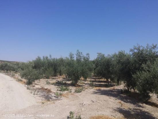 Huerta a un paso de Baena - CORDOBA