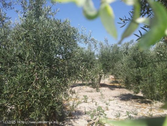 Huerta a un paso de Baena - CORDOBA