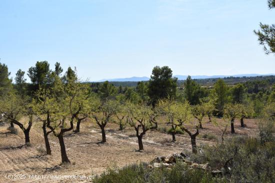 Finca de 7.5 Ha con olivos y almendros. - TERUEL