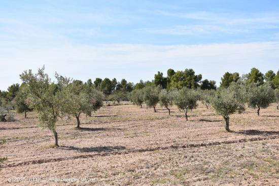 Finca de 7.5 Ha con olivos y almendros. - TERUEL