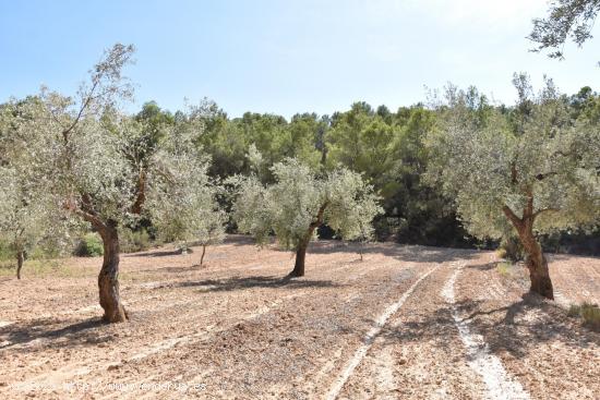 Finca de 7.5 Ha con olivos y almendros. - TERUEL