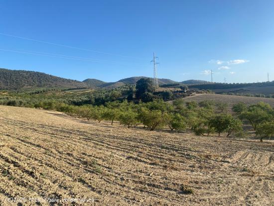 Venta de finca rustica de 4 fanegas de olivos, almendros y tierra carma de secano - GRANADA