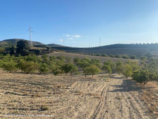 Venta de finca rustica de 4 fanegas de olivos, almendros y tierra carma de secano - GRANADA