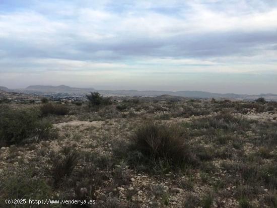 SE VENDE TERRENO EN NOVELDA - ALICANTE