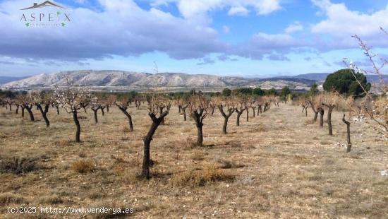 TERRENO EN BIAR - ALICANTE