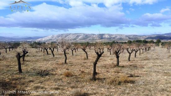 TERRENO EN BIAR - ALICANTE