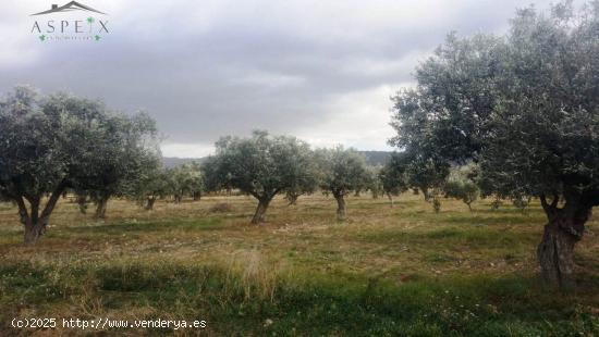 TERRENO EN BIAR - ALICANTE