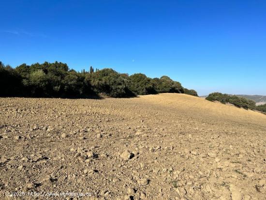 ESTUPENDA PARCELA RUSTICA EN VEJER DE LA FRONTERA - CADIZ