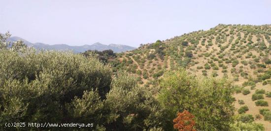 SE VENDE FINCA RUSTICA EN ALGODONALES - CADIZ