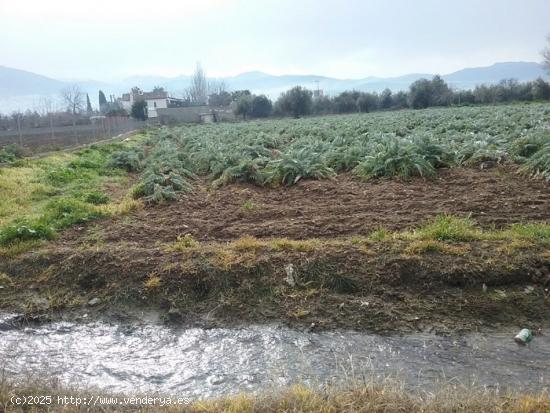 OportUnidad Finca Rústica Pago del Zaidín!!! - GRANADA