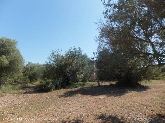 FINCA RÚSTICA CON VISTAS AL DELTA DEL EBRO - TARRAGONA