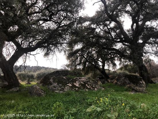  Finca en Montánchez - CACERES 