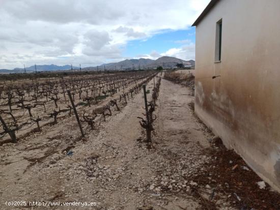 TERRENO NOVELDA / 14.334M2 / AGUA DE RIEGO - ALICANTE