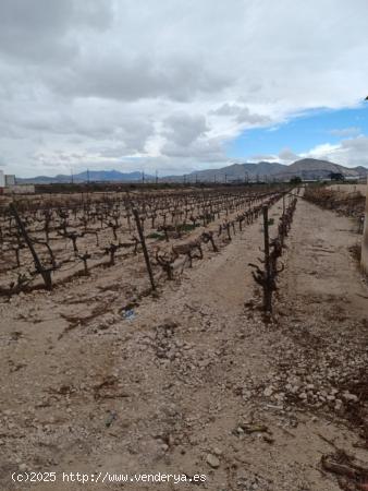 TERRENO NOVELDA / 14.334M2 / AGUA DE RIEGO - ALICANTE