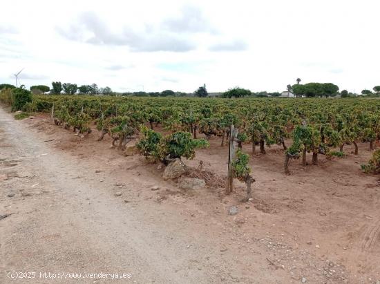 VENTA DE TERRENO SEGREGADO RÚSTICA EN EL MARQUESADO - CADIZ