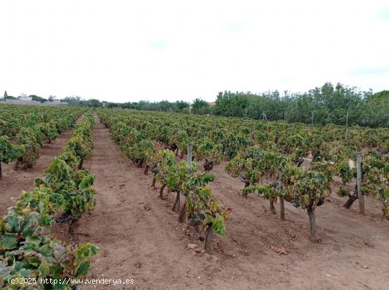 VENTA DE TERRENO SEGREGADO RÚSTICA EN EL MARQUESADO - CADIZ