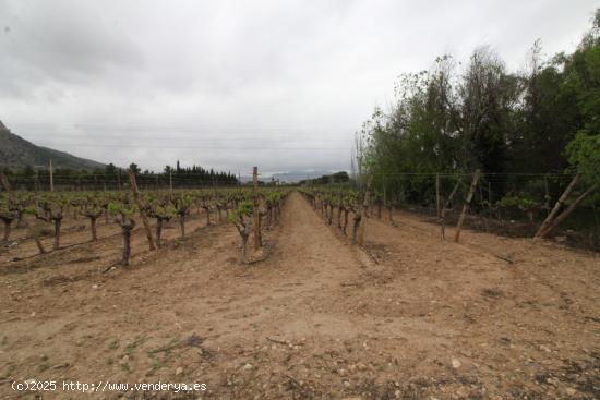 Terreno con albergue en Aspe - ALICANTE