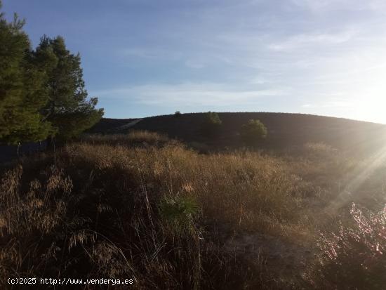 SE VENDE PARCELA  RUSTICA EN ASPE ZONA UCHEL - ALICANTE